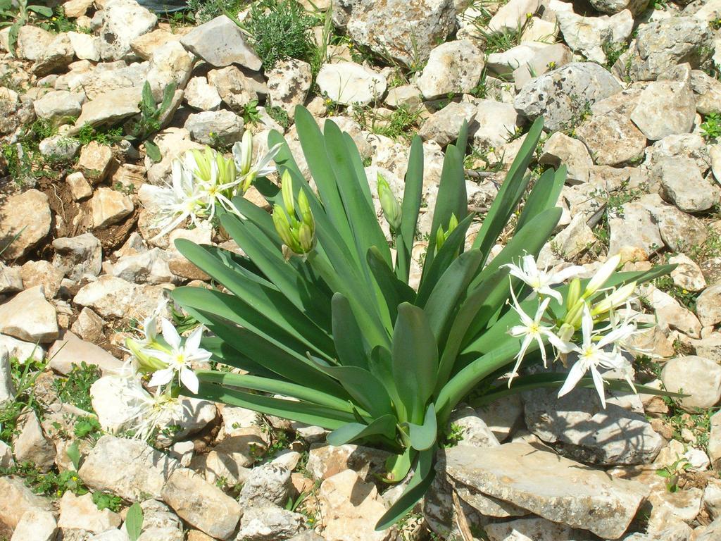 Luce Viola Dorgali